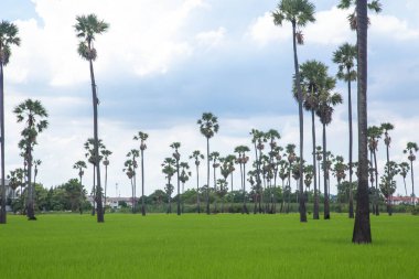 Güneş ışığı altında yeşil pirinç tarlasında palmiye ağacı. Gün batımında şeker palmiyeli pirinç tarlası. Mavi gökyüzü ve bulutlu arka plan..