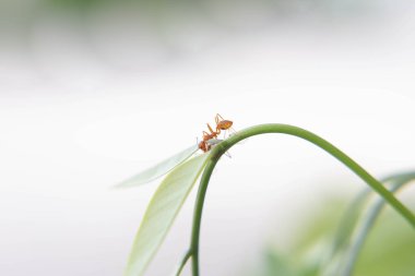 Karıncalar güçlü ve doğada etkilidir. Seçici odaklanma