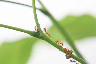 Karıncalar güçlü ve doğada etkilidir. Seçici bir odaklanma.