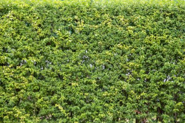 Yeşil yaprak desenli arka plan. Yeşil yaprak.