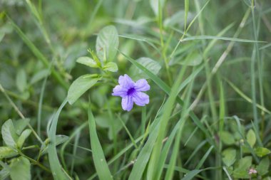 Campanula patula ya da yayılan çan çiçekleri. Güzel doğal. Seçici odaklanma.