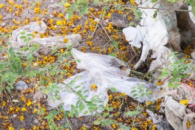 Çöpe atılan orman atıkları