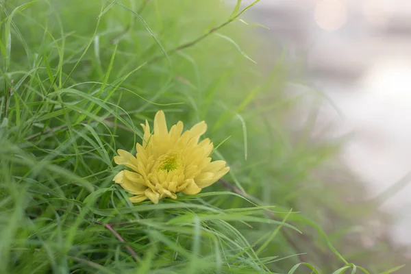 Gele Chrysant Een Groene Achtergrond Mooie Heldere Bloemen Dof — Stockfoto