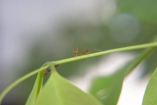 Ameisen Sind Stark Und Effektiv Der Natur — Stockfoto