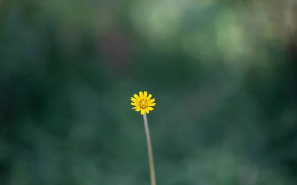 Маленькая Желтая Звезда Зеленом Фоне — стоковое фото