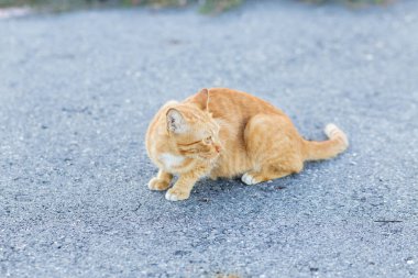 Kahverengi ve beyaz kediler beton bir yolda oturuyor. Beton yoldaki kedi.