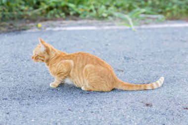 Kahverengi ve beyaz kediler beton bir yolda oturuyor. Beton yoldaki kedi.