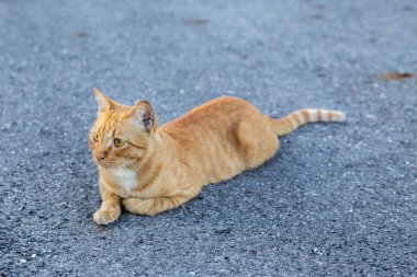 Kahverengi ve beyaz kediler beton bir yolda oturuyor. Beton yoldaki kedi.