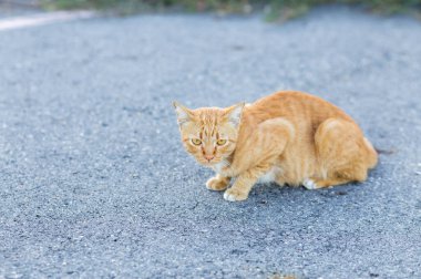 Kahverengi ve beyaz kediler beton bir yolda oturuyor. Beton yoldaki kedi.