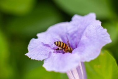 Uçan bal arısı mor çiçekten polen topluyor. Mor ya da mavi çiçekte oturan bal arısı.