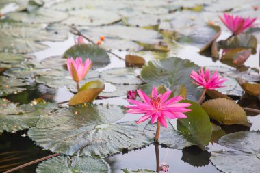 Çiçekteki arıları kapatın. Pembe Lotus 'ta polen toplayan bal arısı. Pembe nilüfer çiçeği ya da gölde açan nilüfer çiçeği renklerini kapat.,