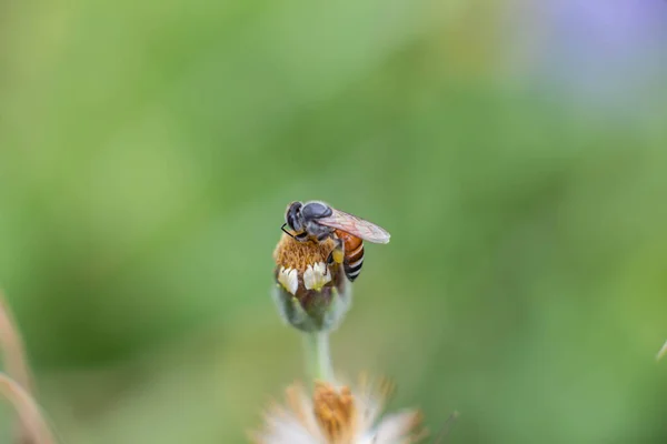 Fliegende Honigbiene Sammelt Pollen Lila Blüten Honigbiene Sitzt Auf Der — Stockfoto