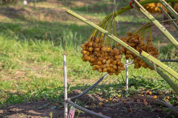Bunch of palm fruit Thailand. Agriculture economy / new season dates on a date palm tree