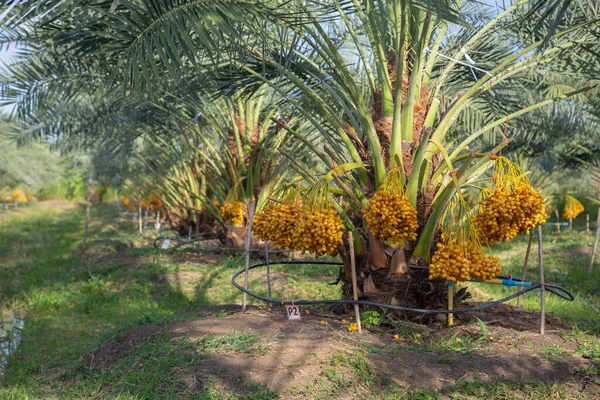 Bunch of palm fruit Thailand. Agriculture economy / new season dates on a date palm tree