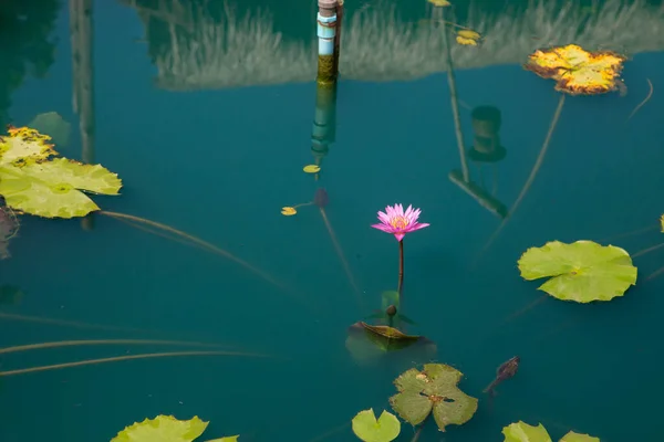 Рожеві Квіти Лотоса Озері Вибірковий Фокус — стокове фото