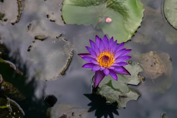 Fiori Loto Viola Nel Lago Fuoco Selettivo — Foto Stock