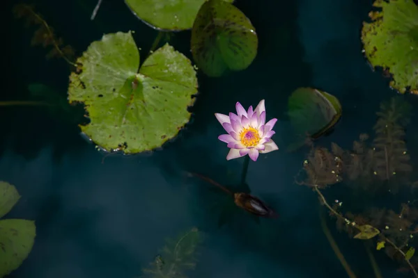 Рожеві Квіти Лотоса Озері Вибірковий Фокус — стокове фото
