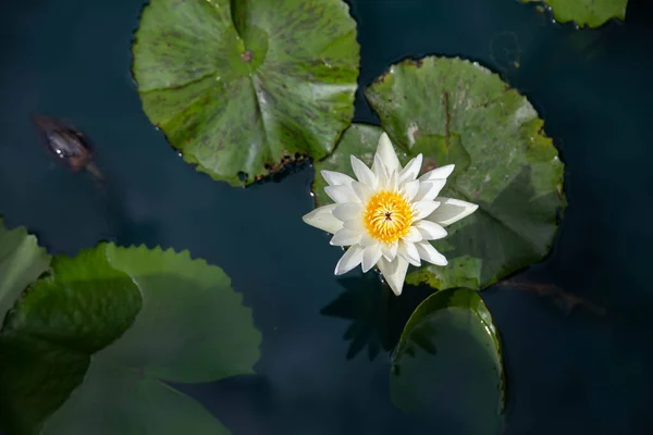 Білі Квіти Лотоса Озері Вибірковий Фокус — стокове фото