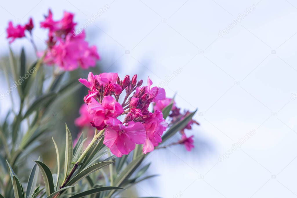 Close up pink and white oleander Nerium flower on a  white background.