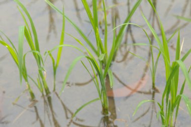 Tayland 'daki pirinç tarlaları, pirinç tarlası arka planı