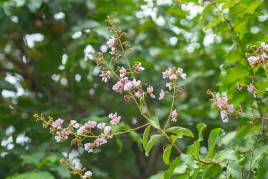 Bungor ağacının pastel mor çiçeği. Çiçekler yazın açar. Mor ve beyaz çiçekler bulanık arka planda..