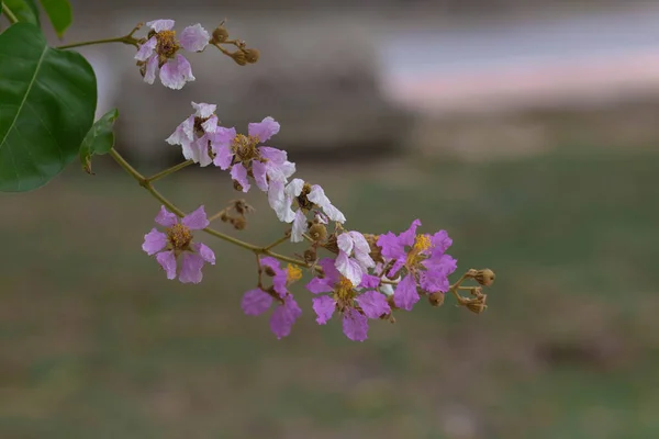 バンゴーの木のパステル紫の花 夏に花を咲かせます — ストック写真