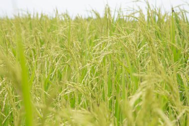 Organik tarlada çeltik ya da pirinç kulağını kapat, tarım kavramı, pirinç tarlası