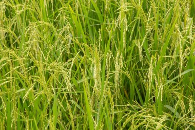 Organik tarlada çeltik ya da pirinç kulağını kapat, tarım kavramı, pirinç tarlası