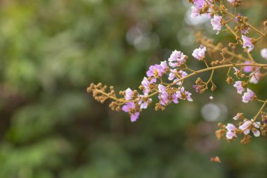 Bungor ağacının pastel mor çiçeği. Çiçekler yazın açar. Mor ve beyaz çiçekler bulanık arka planda..
