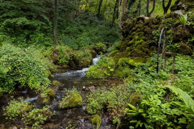 Sırbistan 'daki Tara dağları