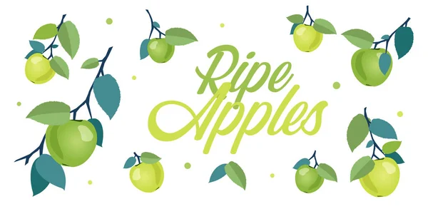 Pommes Mûres Vertes Jaunes Sur Les Branches Avec Des Feuilles — Image vectorielle