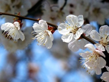 Güneşli bir günde mavi gökyüzünün arka planında çiçek açan beyaz kiraz ağacının bir dalı. Bulanık arkaplan