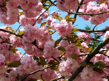 Arka planda kiraz çiçekleri gökyüzünde
