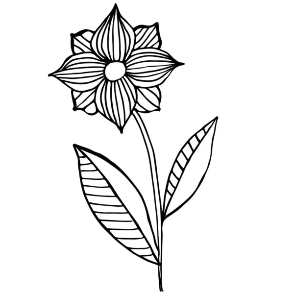 Dekorative Blume Vektor Handgezeichnete Illustration Für Design Und Dekoration Malbuch — Stockvektor