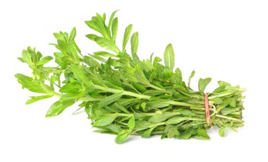 Beyaz arka planda Limnophila geoffrayi veya Limnophila aromatica sebzesi (Rice Paddy Herb) izole edilmiştir..