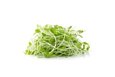 Ayçiçeği filizi, ay çiçeği tohumu beyaz arka planda izole edilmiş.