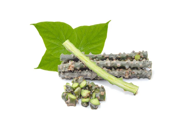 Tinospora Cordifolia Kruid Bora Phet Thaise Naam Met Groene Bladeren — Stockfoto