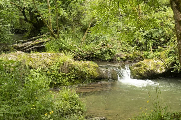 Cascada en el riachuelo del sendero