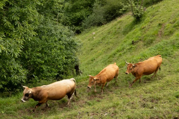Vacas Los Valles — Stockfoto