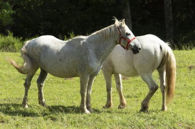 Dos yeguas blancas pastando