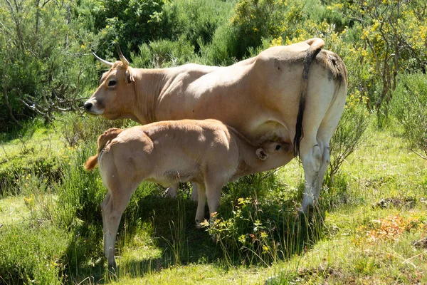 Vaca Los Valles Amamantando Ternero — Stock Photo, Image