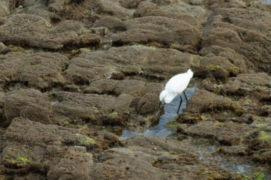 Büyük balıkçıl kayalıklarda balık tutuyor.