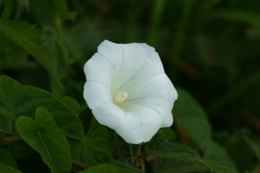 Değerli Sabah Zaferi Bulanık