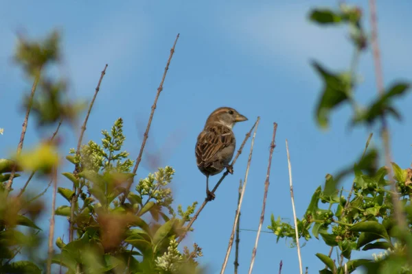 Passador Domesticus Ramo — Fotografia de Stock