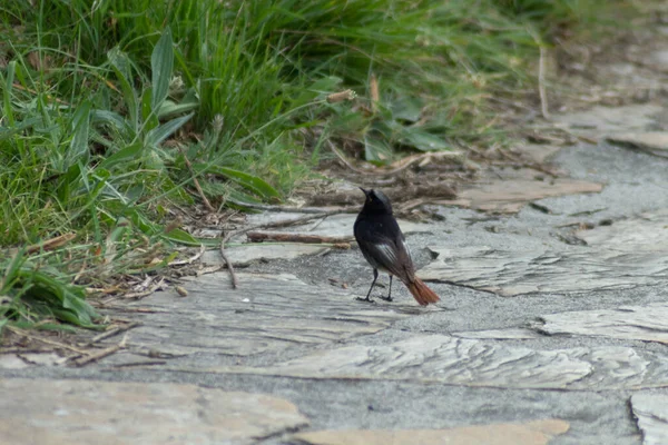 Hus Sparv Morgonen Promenad — Stockfoto