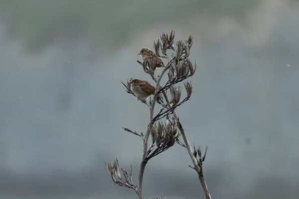 Twee Mussen Een Tak — Stockfoto