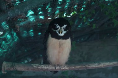 Esarette baykuş gözleri