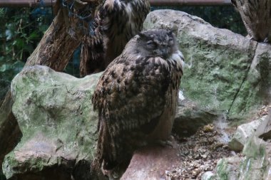 Alimoche tutsak olarak hayvanat bahçesinde
