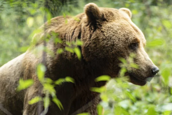 Grizzly Bear Captivity — Stock Photo, Image