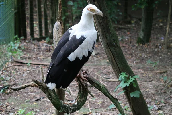 Palmnötsgam Fångenskap — Stockfoto